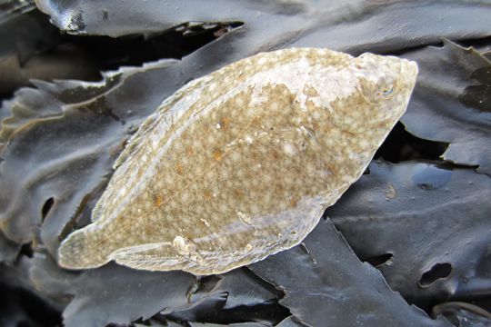 Une plie juvénile prise dans un filet à crevettes.