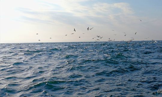Pêche du thon au leurre