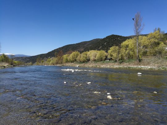 cormorans-segre