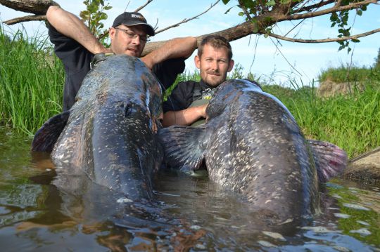 Doublé de très gros silures de Loire