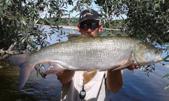 Très bel aspe de Loire