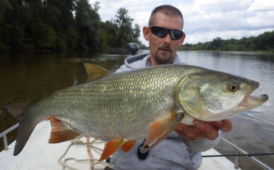 Superbe aspe de Loire