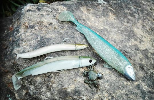 Black minnow et Crazy Sand Eel des leurres incontournables pour la pêche en linéaire