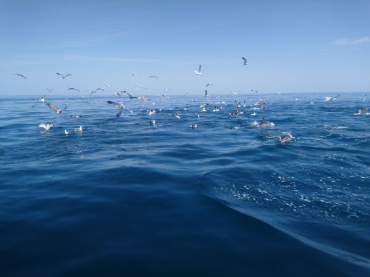 Le poisson fourrage est pris en étau à la surface entre les prédateurs et les oiseaux