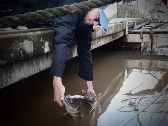 Release d'un gros sandre de rivière.