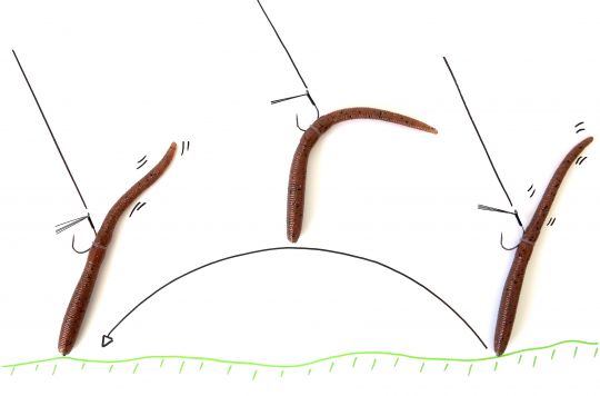L'animation de base d'un worm monté en neko rig.