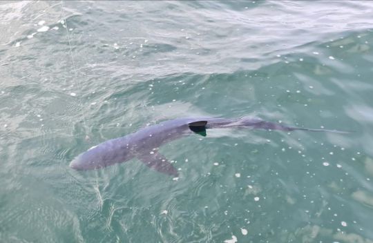 Un requin peau bleu capturé à vue le long du bateau avec un tronçon de maquereau.