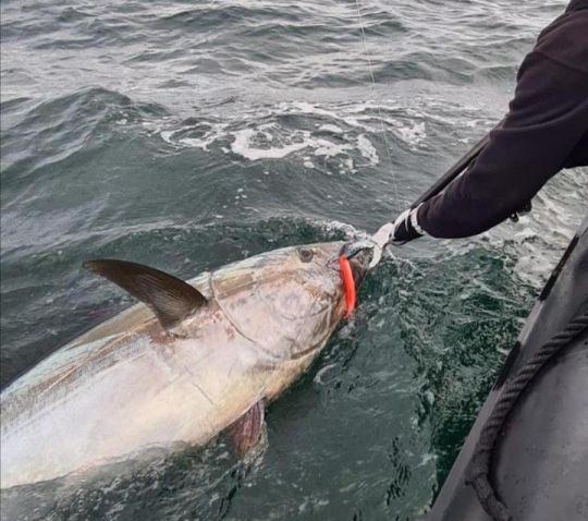 La pince à poisson, l'accessoire indispensable pour la pêche du thon rouge.