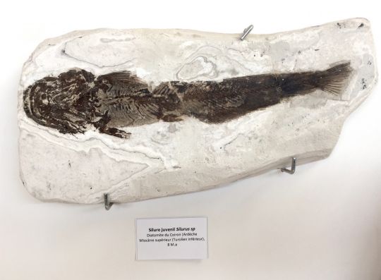 Silure juvénile, Miocène supérieur, 8 M.a - Musée d'histoire naturelle de Balazuc (Ardèche)