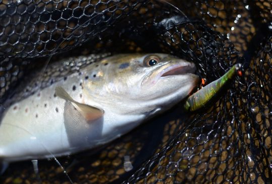 Conseils pour la pêche de la truite au minnow coulant en rivière