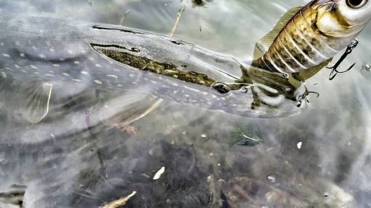 Les gros leurres sont devenus légions dans les boites des pêcheurs de brochet.