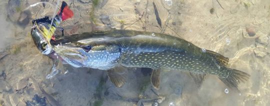 Les gros leurres permettent ils réellement de prendre des gros poissons plus souvent?