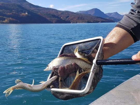 Lâcher de brochets sur le lac de Serre-Ponçon fin octobre 2020.