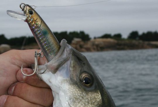 Le Flashminnow 110 sp est un poisson nageur référence depuis de longues années pour la pêche du bar.