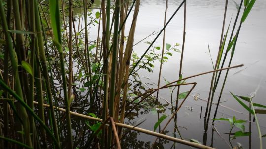 Les roseaux ont toujours été réputés pour être des aimants à carpes.