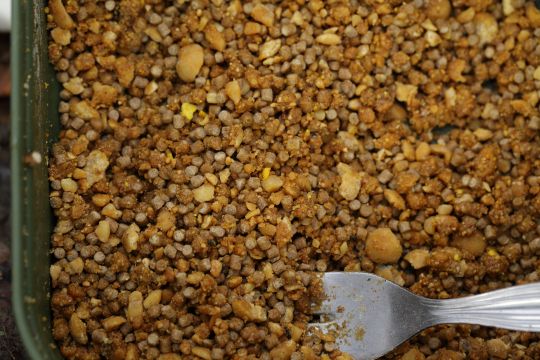 Carpe : préparer du maïs sucré croquant (maïs Crunchy) pour sac