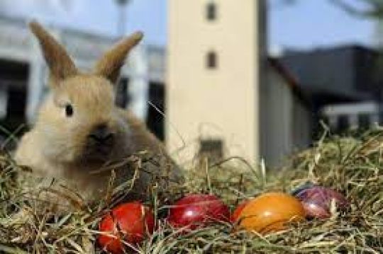 Nous commençons à nous interroger... Les lapins amènent les oeufs ou les pondent ? Demandons à  Zoopolis pour en savoir plus !