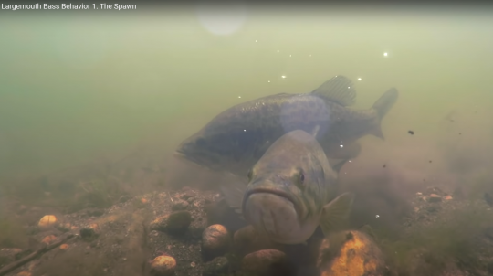 Le couple au moment de la ponte (source : Youtube / The Nature of Fishing).