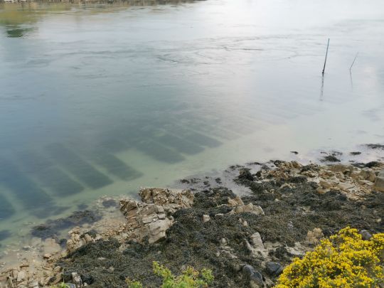 Les parcs à huîtres abritetn toujours quelques poissons et à partir de mai avec la reproduction de ces coquillages, une chaîne alimentaire se créé en leur sein...