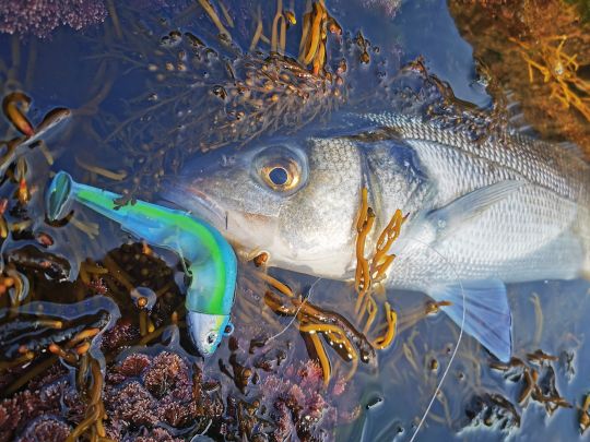 Un poisson, piqué juste au lever du jour.