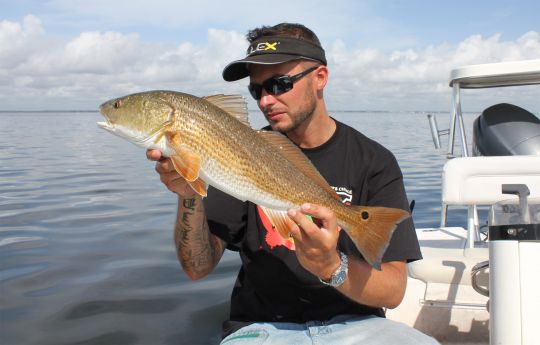 Red Fish ou Red Drum, Floride.