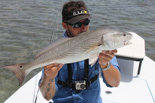 Red Fish ou Red Drum, Floride