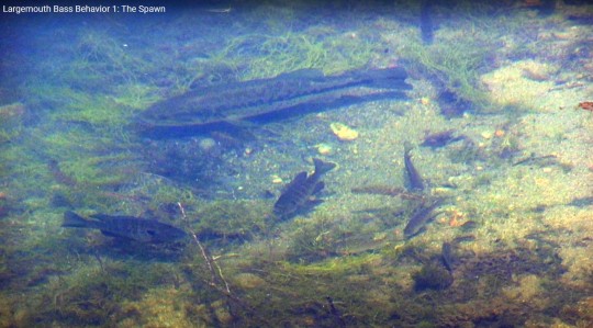 Mâle épuisé par la pêche et la sur-prédation, il ne parvient plus à repousser les opportunistes (source : Youtube / The Nature of Fishing).