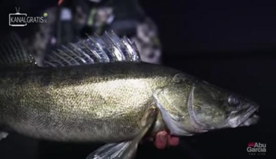 Les gros poissons de nuit on une nouvelle fois été au rendez vous !