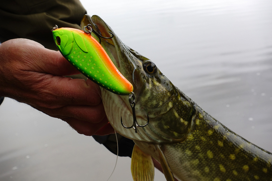 Joli petit poisson de début de saison qui s'est laissé séduire par un Dexter Jerk 100 S coloris Crazy Pike. ©Thierry Lecouple