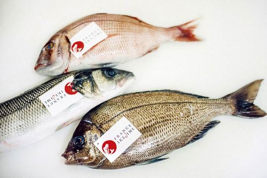 Les poissons, abattus par ikejime, sont valorisés et identifiables par une bague apposée par le marin-pêcheur.