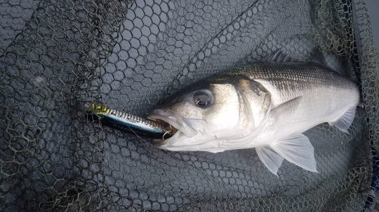 Un poisson de fin de saison qui s'est laissé leurrer par ce feed Popper 120.