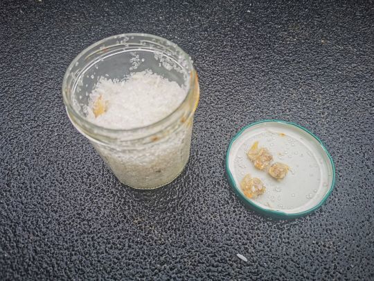 Les coques, conservées dans le sel, sont  utilisables pendant plusieurs mois si elle sont stockées à l'abris de l'humidité.