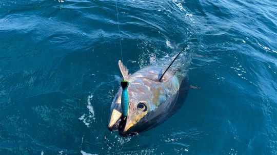 Les coloris maquereau et sardine sont pour l'instant les plus réguliers sur le thons rouges.