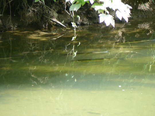 Chevesnes à l'affût proches de la berges, sous les frondaisons.