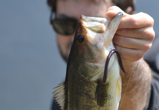 Le worm, grand classique pour la pêche du black-bass à vue. Ici, le Flick Shake d'Illex.