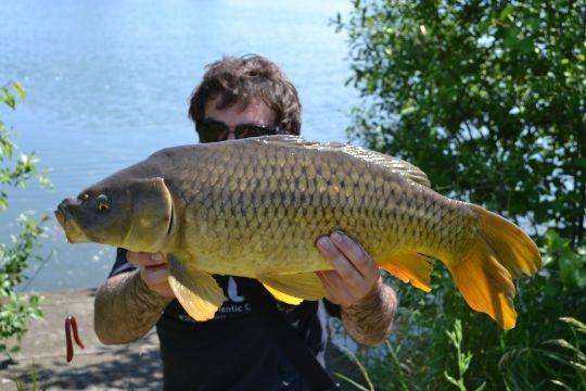 Black-bass, perche, truite et même les carpes se laissent séduire par un montage Wacky !