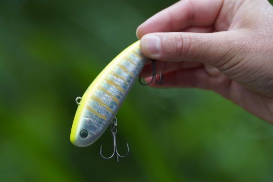 Le Mola Mola se positionne quasiment à la verticale la tête vers le bas lors de la récupération.