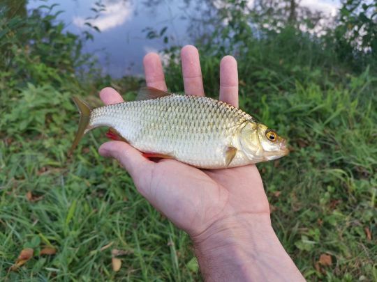 Les rotengles et autres petits poissons seront les premiers à se manifester.