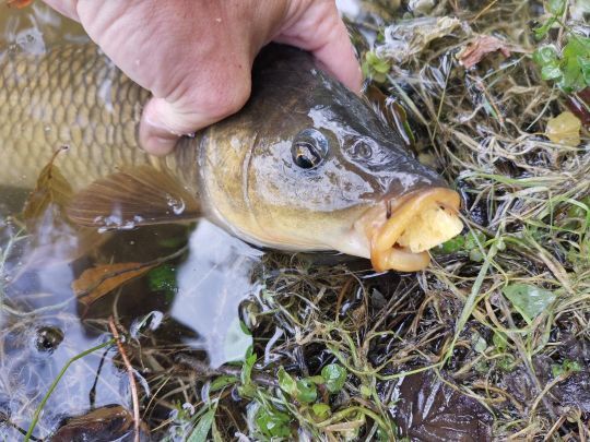 la satisfaction d'avoir réussi à leurrer le poisson !