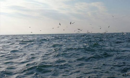 Le vent est bien souvent un élément déclencheur de la pêche. Pour diverses raisons il créé l'activité des poissons. A nous de savoir en profiter !