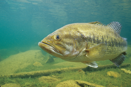 En juin, les black bass sont sur leur nid à protéger les oeufs et sont alors très vulnérables. L'éthique veut qu'on les laisse alors tranquille au profit d'autres espèces.