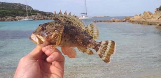 Tenir une rascasse