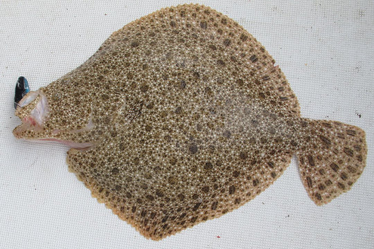 Un joli turbot