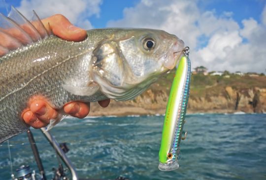 Le Feed Popper 120 permet de pêcher lorsque la mer est agitée. Il colle bien à la surface de l'eau et ne décroche pas. Ses "pops" font monter les poisson de loin.