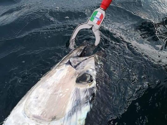 La pince à thon est un outil quasiment dispensable pour maitriser ces géants des mers lorsqu'ils arrivent au bateau. La résistance des mâchoires doit être suffisante pour ne pas s'ouvrir. Les produits Pratiko sont parfaitement adaptés pour des poissons au-delà de 250 kilos