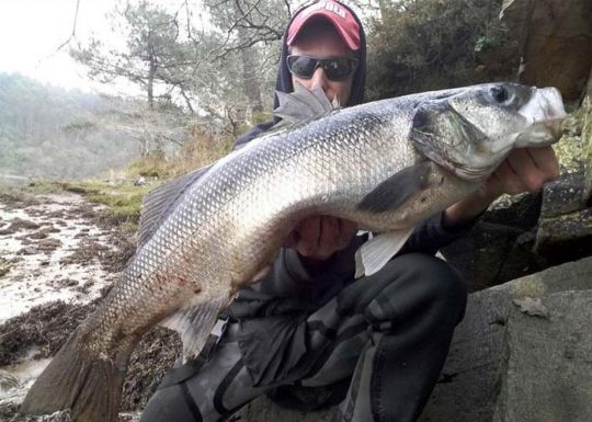 Les pêcheurs à vue le savent parfaitement, de très gros poissons sont postés à quelques centimètres de la berge.