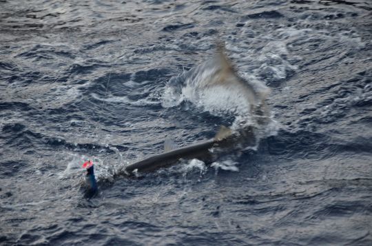 Un barracuda au popper