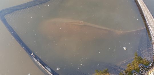 Il faut vérifier la position des nageoires avant de soulever le poisson.