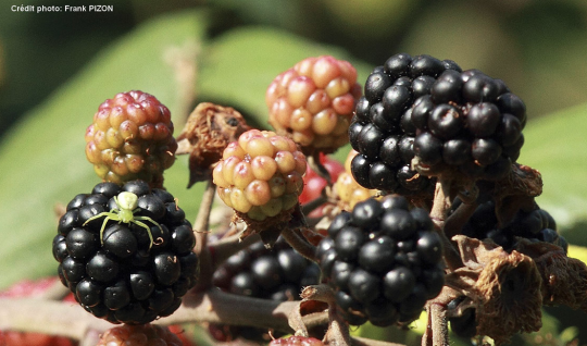 Tous les fruits et légumes peuvent être une alternative intéressante.