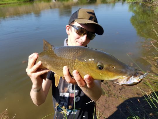 Un joli poisson séduit par un Crankbait Prorex